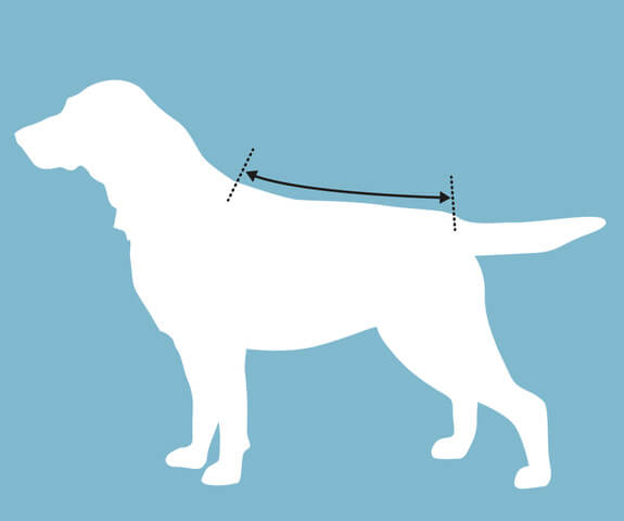 Mål hunden mellom strekene i illustrasjonen